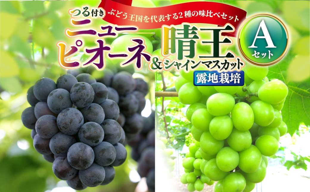 
                  つる付き！ ニューピオーネ ＆ 晴王 シャインマスカット Aセット 露地栽培 ブドウ ぶどう 葡萄 果物 くだもの フルーツ 果実 マスカット 食べ比べ 【 2026年9月上旬～10月下旬発送予定 】
                