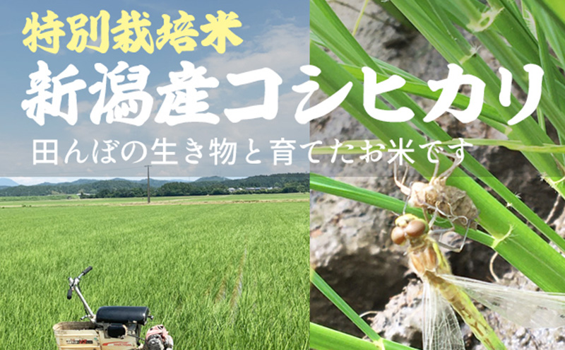 先行予約 令和8年 新米 新潟県上越市産 特別栽培米 コシヒカリ 5kg 5キロ お米 コメ こしひかり ふぁーむ大地