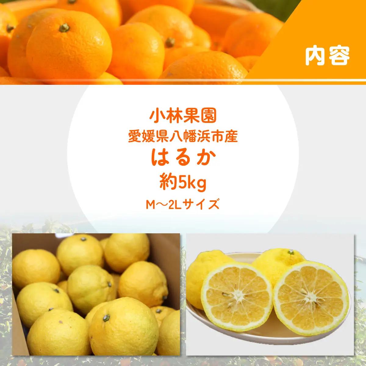 【先行受付】小林果園のはるか(約5kg)【C24-22】【1124428】 YWTAD015
