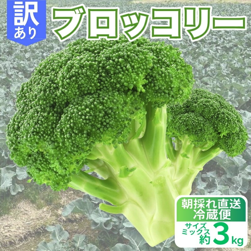 【ふるさと納税】 訳あり ブロッコリー 約3kg 朝採れ 当日 発送 新鮮 採れたて 産地直送 農家直送 国産 野菜 食感 茎 甘い 栄養満点 サラダ スープ お弁当 彩り野菜 離乳食 食事管理 おすすめ 緑黄色野菜 冷凍 保存 可能 ストック 便利 人気 期間限定 愛媛県 愛南町 愛なんよ