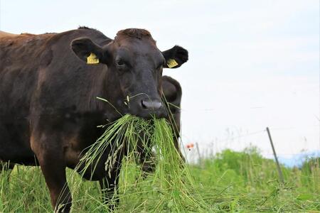 『定期便』博多和牛ヒレシャトーブリアン1kg（200g×5枚）全5回