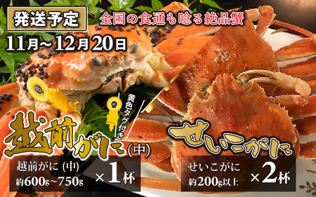 【先行予約】越前がに 中 （約600g～750g） 1杯 ・せいこがに 2杯　計３杯【11月～12月20日発送予定】 日本海 直送