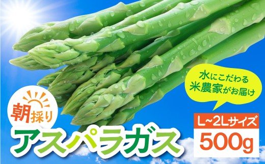 数量限定《先行予約》令和8年産 6月下旬～順次発送 米 農家がつくる！ 水にこだわった朝採れアスパラガス L~2L 500g 野菜 春野菜 夏野菜 アスパラ 朝採れ 訳あり わけあり 不揃い お米 農家 池本農園 10000円 1万円
