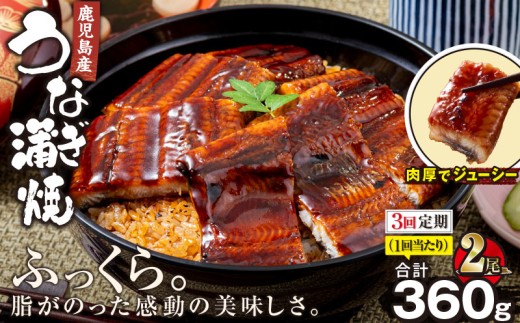 1547-3 【全3回定期便】鹿児島産うなぎ 合計360g（180g×2尾）　KN021-T01