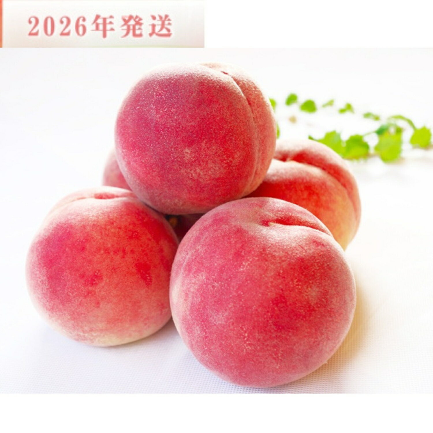 【ふるさと納税】☆2026年先行予約☆和歌山県産 川中島白桃 5～8玉入り 秀品 先行予約【2026年7月下旬から8月中旬ごろ発送】桃 モモ もも 期間限定 人気 旬 果物 くだもの デザート