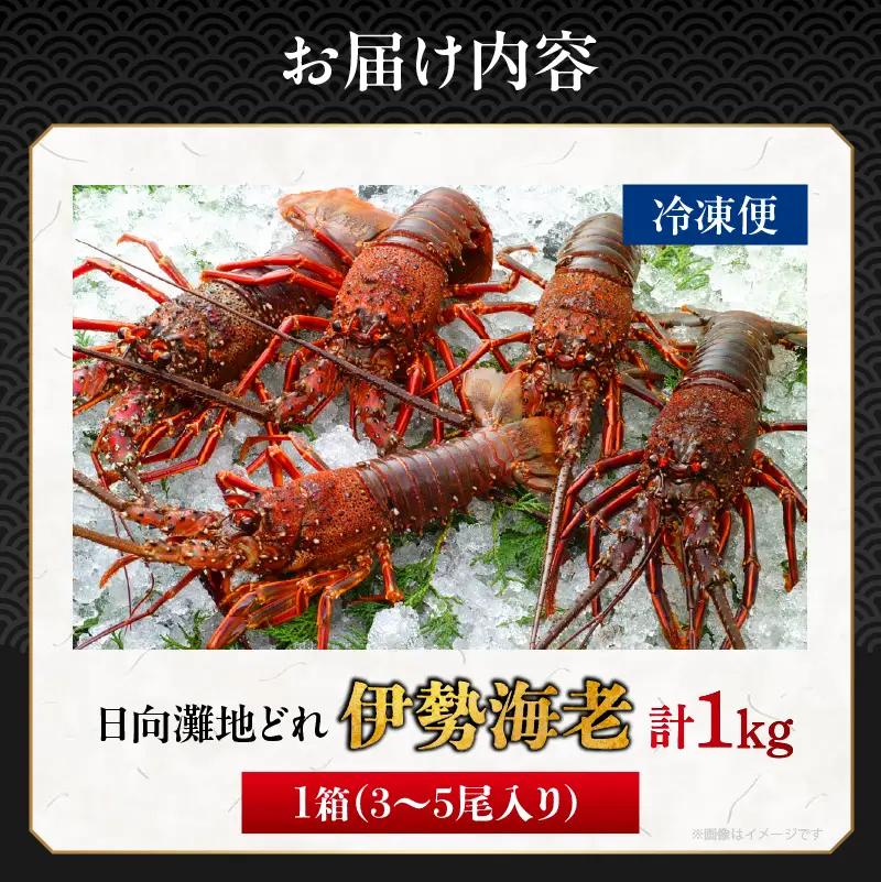 先行予約≪数量限定≫伊勢海老(計1kg) えび 魚介 海鮮 国産_T013-0015