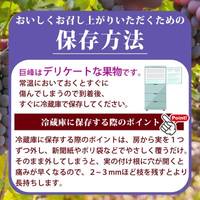 紀州和歌山産の種なし巨峰ぶどう2房(約800g～1kg)【配送不可地域：離島・北海道・沖縄県】