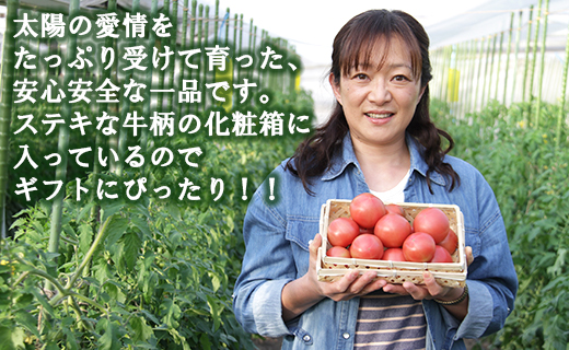 【先行受付】うしの恵 フルーツトマト 化粧箱入り 約1.5kg - 野菜 とまと 産地直送 2026年発送 令和8年 料理 アレンジ サラダ 鍋 サンドイッチ 完熟 甘い あまい フレッシュ さっぱり