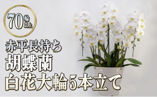
                  赤平長持ち胡蝶蘭白花大輪5本立て（70輪以上）胡蝶蘭 花 ギフト プレゼント お祝い 贈り物  インテリア 植物 
                