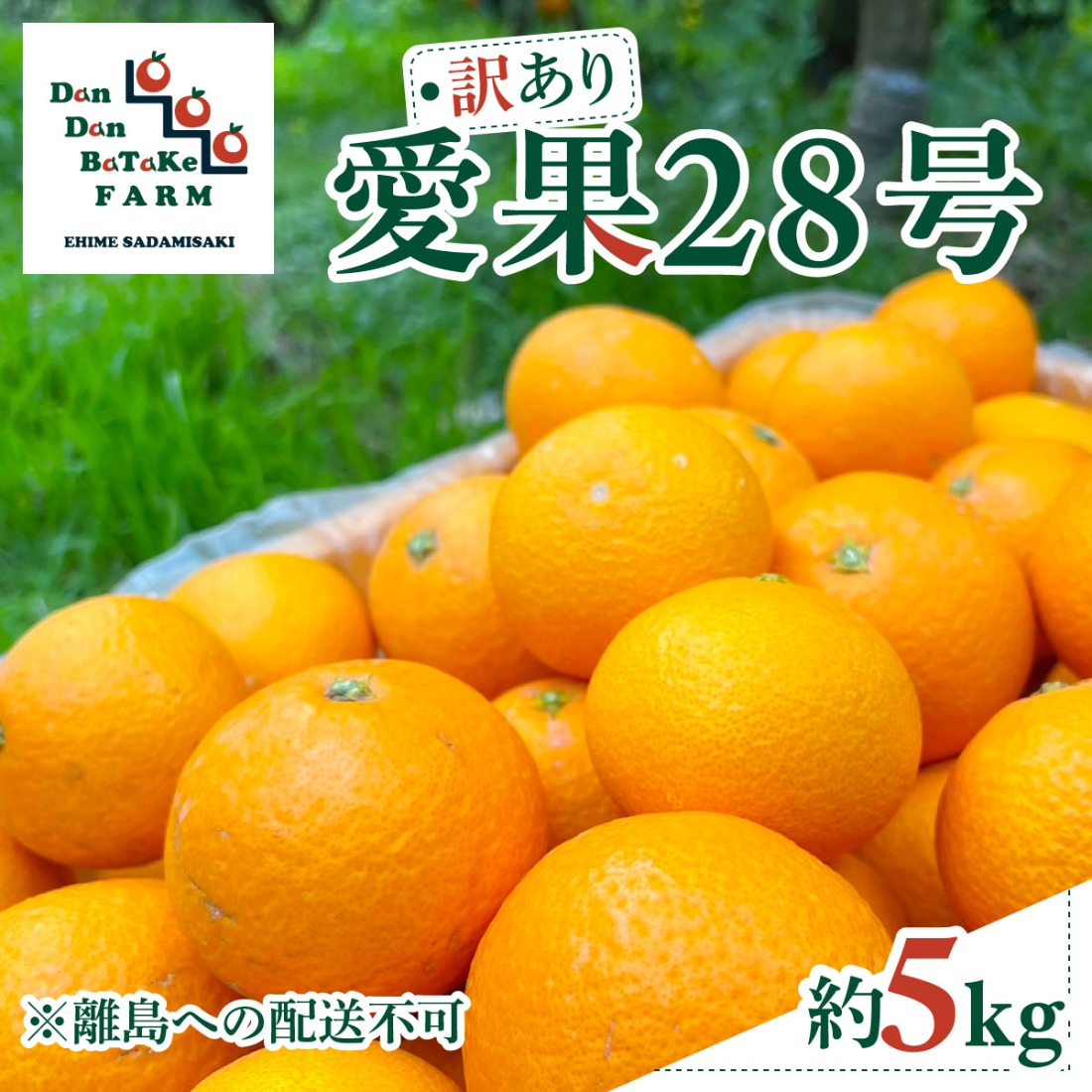 【先行予約】【訳あり】愛果28号 約5kg | 柑橘 みかん 果物 フルーツ 愛媛県産 農家直送　※離島への配送不可　※2026年12月下旬から順次発送予定 IKTAU003