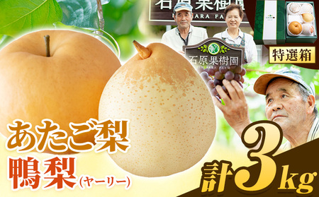 【先行予約】あたご梨 1玉～3玉 鴨梨 3～5玉 計約3kg 特選箱 石原果樹園 《11月中旬-12月下旬頃より発送予定》｜梨