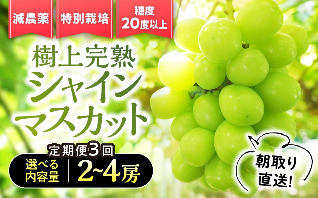 
                  【先行予約】定期便　樹上完熟シャインマスカット（特別栽培）選べる容量2～4房（1.2㎏～2.4kg）3回　BM-P-15
                