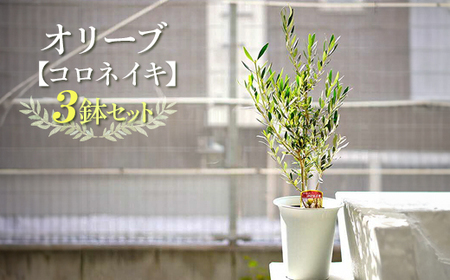 【3鉢セット】オリーブの木 品種：コロネイキ 6号鉢 シンボルツリー ※離島への配送不可_FC12