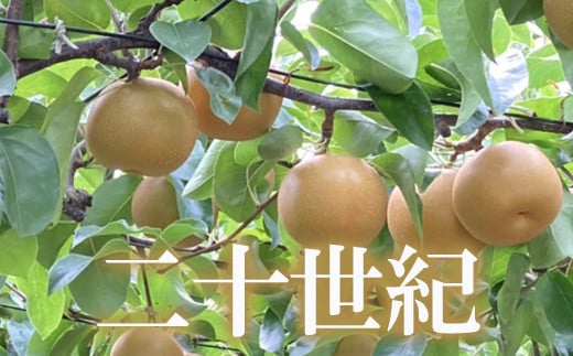 
            No.1726梨　なし　二十世紀　約2kg　【2025年発送　先行予約】
          