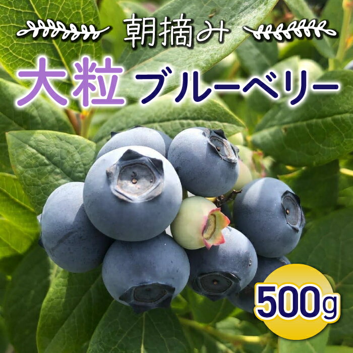 【ふるさと納税】朝摘み大粒ブルーベリー500g　※2025年7月上旬発送開始