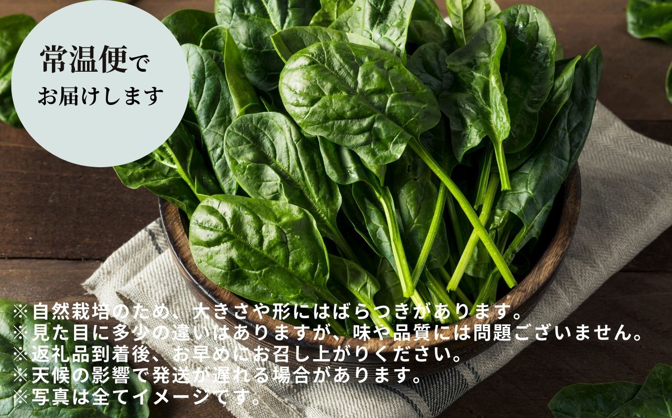 《2027年1月中旬より順次発送》寒ちぢみほうれん草2kg【西谷さとう農園】