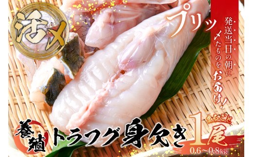 
                  養殖 トラフグ 身欠き【ふぐ とらふぐ ふぐ鍋 てっちり 鍋 魚 豊洲 市場  夕飯 おかず グルメ 食品】
                