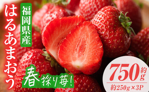 ＜先行予約受付中！2027年2月上旬〜2027年3月末に順次発送＞はるあまおう(計約750g・約250g×3P)いちご 苺 フルーツ 果物 くだもの 福岡限定 家庭用 冷蔵 ＜離島配送不可＞【ksg0412】【南国フルーツ】