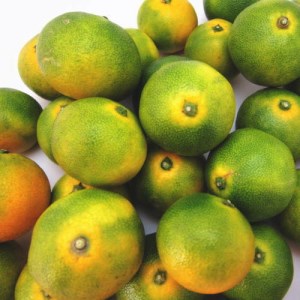 【初秋の美味】特撰 ゆら早生有田みかん 5kg【2025年10月頃から順次発送予定】　※北海道・沖縄・離島配送不可【ard051C】