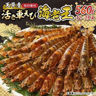 ふるさと納税 天草市 【指定日必須】【鮮度抜群】天草産・幸福堂の活き車えび『海老王』(560g)_S005-006