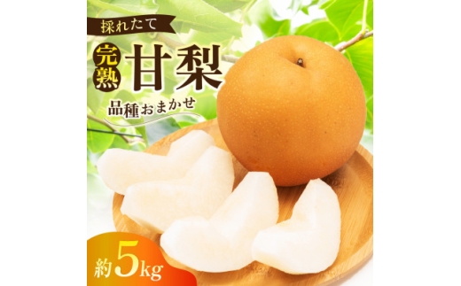 完熟甘梨 5kg 10～16玉 ＜2026年収穫分＞かすみがうら市【1757993】