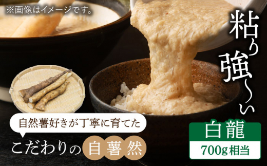 自然薯（白龍）700g相当【小川農園小川屋】産地直送 とろろ  [MAE011]