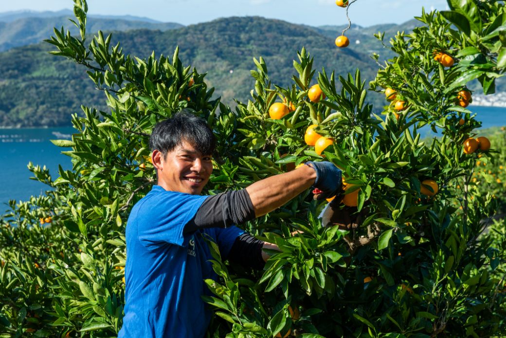 【先行予約】紅華(生果)約2.5kg(2025年12月上旬より順次発送) IKTF014