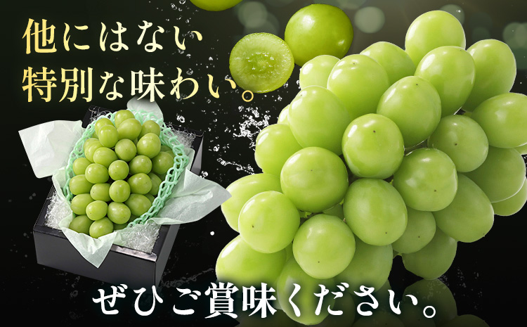 【2026年先行予約】ぶどう シャインマスカット 農家自慢の最高ランク シャインマスカット 1房 約750g 特秀クラス《2026年9月中旬-10月下旬頃出荷(土日祝除く)》 Nini farm マス