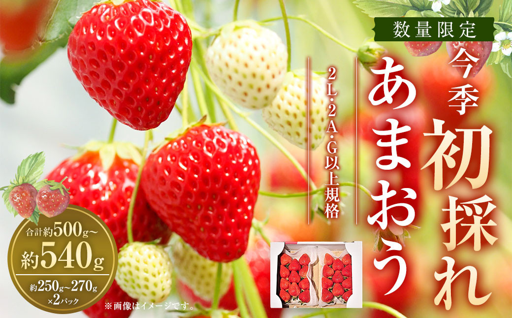 
            今季初採れあまおう 2パック【数量限定】【2025年12月上旬～2026年1月下旬発送予定】あまおう いちご イチゴ 苺 フルーツ 果物
          