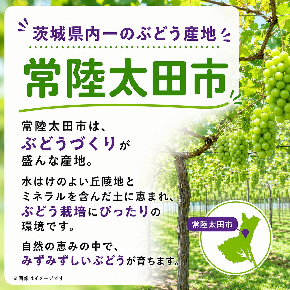 ぶどう 巨峰 葡萄 グレープ 果物 フルーツ 甘い おいしい 旬