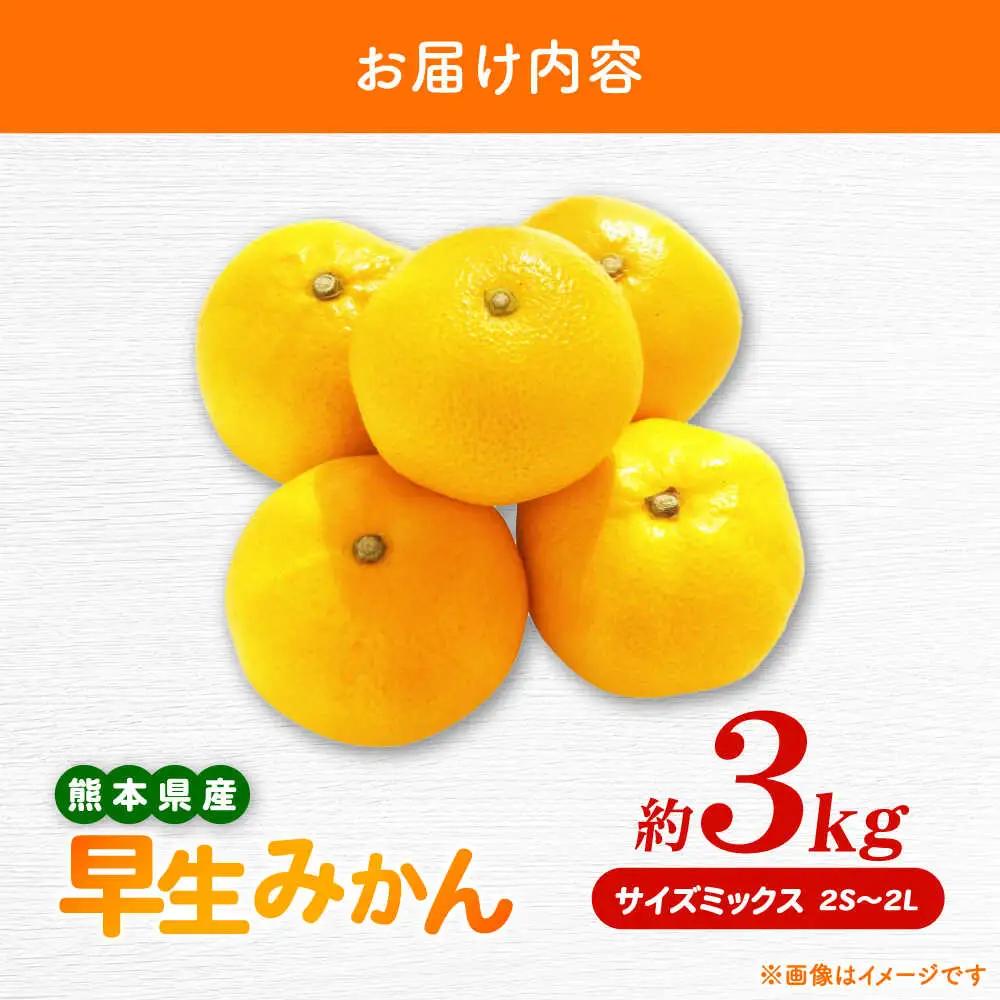 【先行予約】 早生みかん 2S-2L 約3kg みかん 蜜柑 柑橘 フルーツ 果物 【日本フルーツ株式会社】[ZFJ056]