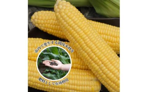 ＜セット品＞ 朝採れ 新鮮 とうもろこし（ゴールドラッシュ）７本 ＆ シャインマスカット １kg ご家庭用