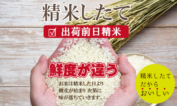 令和6年度産  もっちり艶々「減農薬米」ヒノヒカリ（5㎏×2袋）しもむら農園　佐賀 農薬半分以下 減農薬米 送料無料 合計10キロ  一等米 精米 白米 ブランド米 お米 白飯 人気 ランキング  高