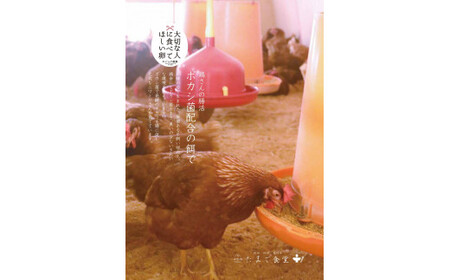 大切な人に食べてほしい卵 10個入×4パック【冷蔵配送】 / 田辺市 卵 たまご 鶏卵 平飼い お取り寄せ 卵かけごはん 和歌山県 【kag001】