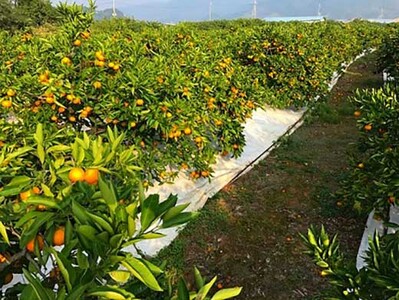 極早生 有田 みかん 化粧箱 特秀 M サイズ 40玉入 南泰園 和歌山 有田みかん