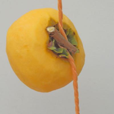 ふるさと納税 紀美野町 吊るし柿用 生渋柿 ひもセット【T字枝付または吊しクリップ付】 約50〜90果、14.5〜15Kg |  | 02