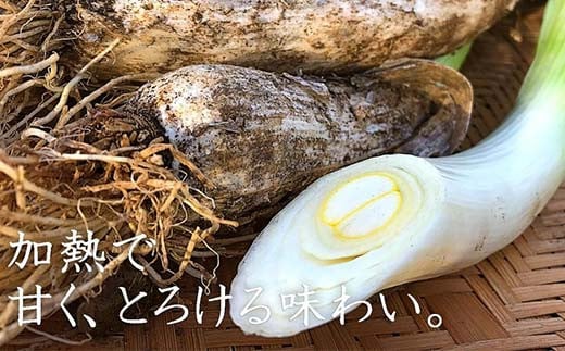 明治から守る伝統野菜「曲がりネギ」約9kg F7X-0076