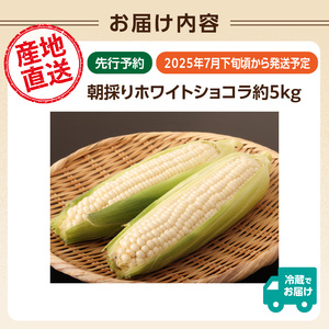 《先行受付》朝採りホワイトショコラ約5kg・A品L・12～16本程度 【2025年7月下旬頃～発送予定】 【山形とうもろこし・大江町産・明石農園】 027-004