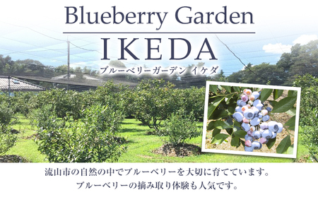 ブルーベリー 約 500g 《6月上旬-8月下旬頃出荷》 Blueberry garden IKEDA 千葉県 流山市 果物 フルーツ 青果物 くだもの ベリー