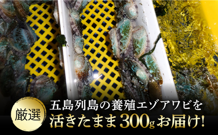 【全12回定期便】【活きたままお届け！】上五島産 養殖 ひとくち アワビ 活 厳選 300g 刺身 ステーキ 生【豊建設株式会社】[RAE017]