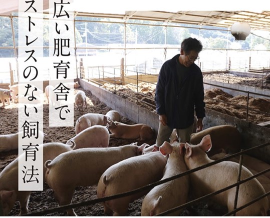 112012　二刀流セット（とんかつ＆しゃぶしゃぶ）約1.1kg