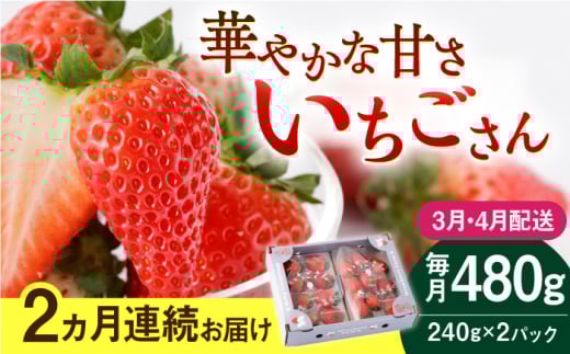 【R8年3月以降発送】【2回定期便】いちごさん 240g×2パック 3月・4月配送【StrawberryFarm-K】 [IBJ014]