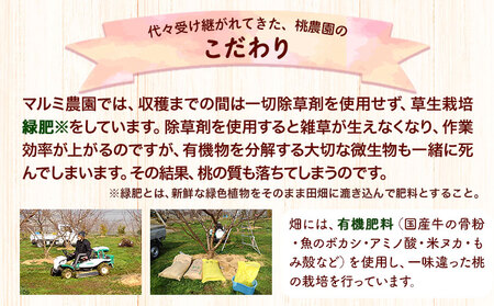 紀州名産 「あら川の桃」 特秀品  7-8個入 マルミ農園 《6月下旬-8月下旬頃出荷》 先行予約 和歌山県 紀の川市
