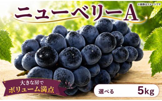 【 先行予約 】 ぶどう ニューベリーA 5kg 《 2026年 8月 上旬 ～ 順次発送 》フルーツ ぶどう 葡萄 期間限定 旬 産地直送 農家直送 産直 贈答 家庭用 ギフト 中内農園 ぶどう 直売所 徳島県 阿波市