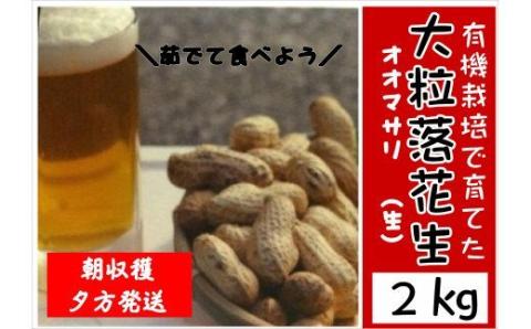 大粒(生)落花生(2kg)/おおまさり
