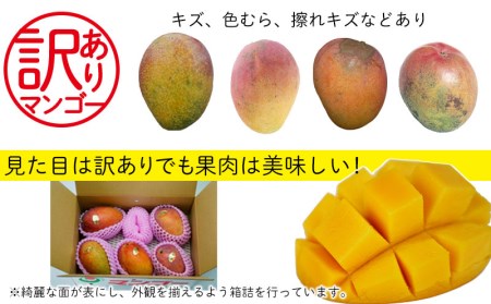 【先行受付】【2024年発送・訳あり品】生産組合が育てる厳選・完熟マンゴー約1.5kg