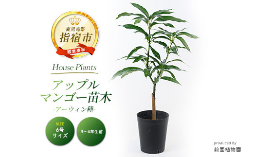 【観葉植物】アップルマンゴー苗木6号ポット(アーウィン種)3～4年生苗(前園植物園/IB002-004) 南国鹿児島県で育った 観葉植物！植物 インテリア 室内 オフィス おしゃれ プレゼント ギフト 開店祝い 移転祝い マイナスイオン【配送不可地域：北海道・沖縄県・離島】