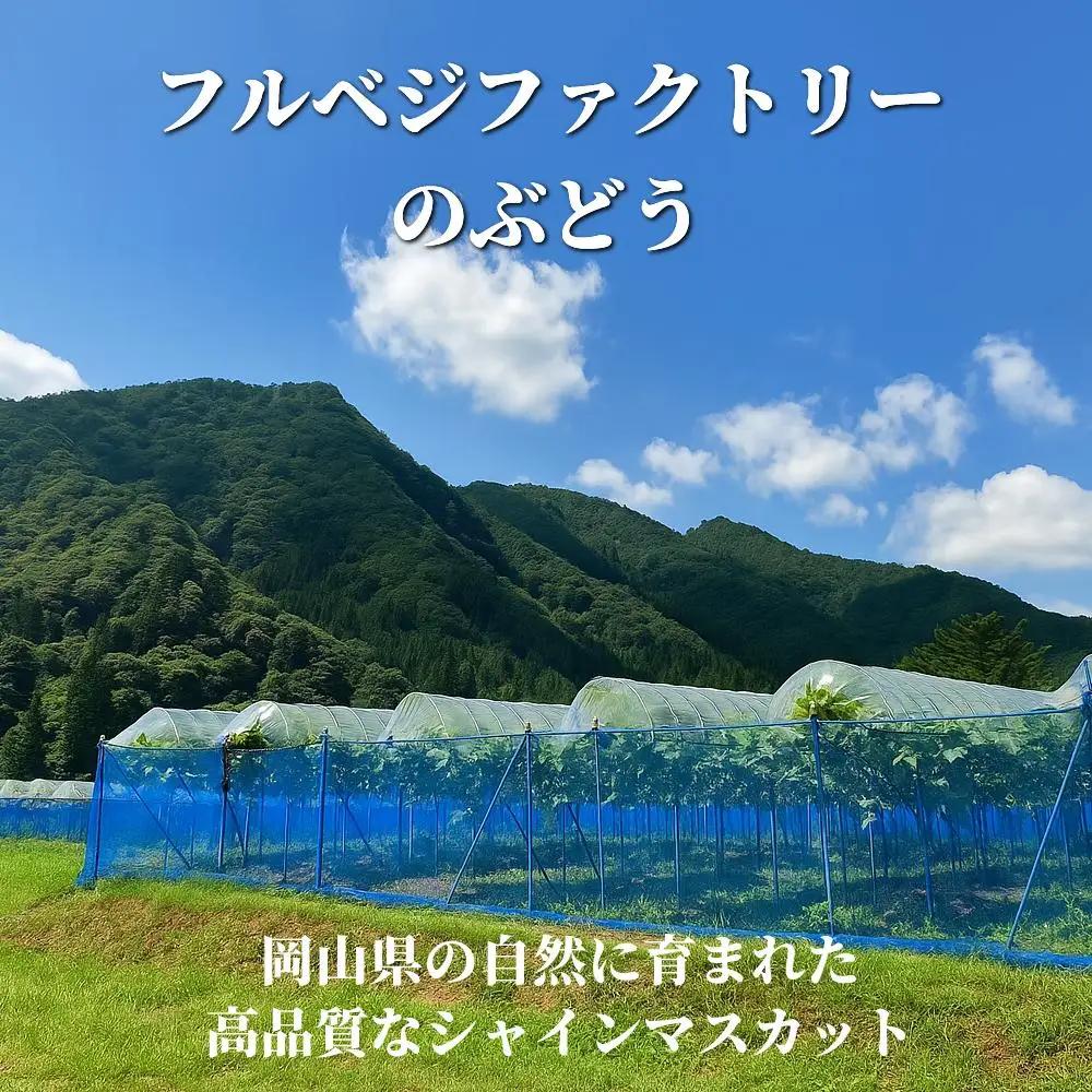 【2026年先行予約】［加温］岡山県産シャインマスカット 700g（１房入）