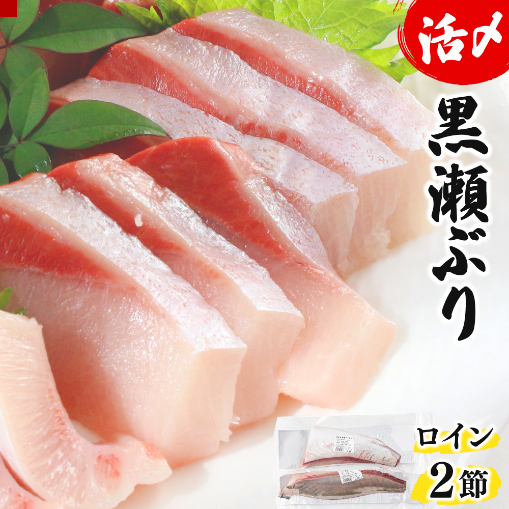 KU281＜2026年4月発送分＞活じめ！黒瀬ぶりの生鮮ブリロイン2節（1.0kg前後）