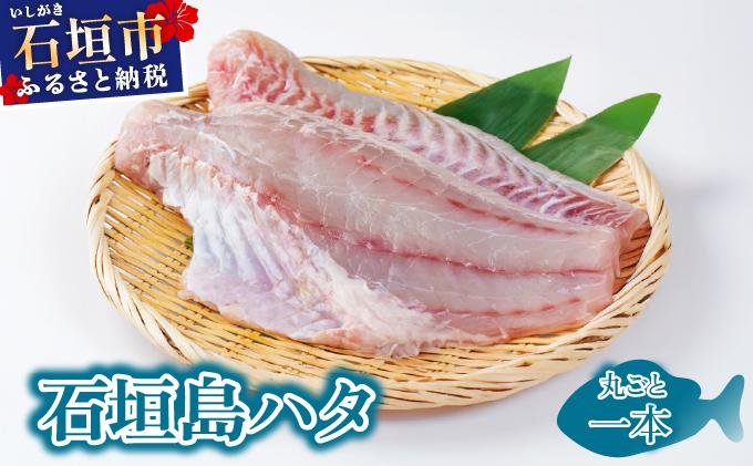 ＜期間限定 春フェア＞ 石垣島 ハタ 丸ごと1本 | 勝水産 ミーバイ ヤイトハタ 沖縄県石垣市 石垣 沖縄 石垣市 石垣島 KS-13